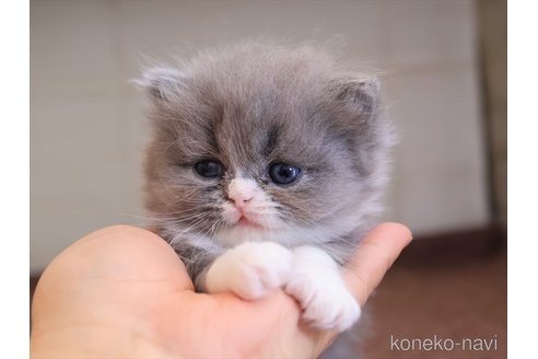 成約済の愛知県のスコティッシュフォールド(折れ耳)-114662の5枚目