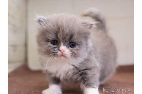 成約済の愛知県のスコティッシュフォールド(折れ耳)-114662の4枚目