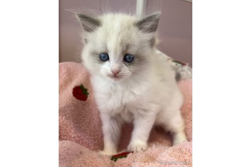 販売中の広島県のラグドール-113786の5枚目