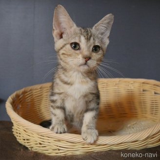 販売中の東京都のアメリカンショートヘア-114671の3枚目