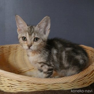 販売中の東京都のアメリカンショートヘア-114671の4枚目