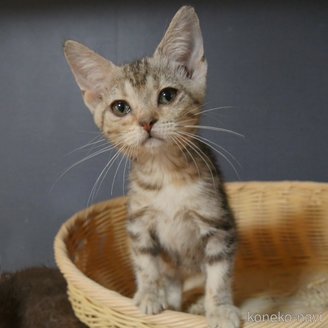 販売中の東京都のアメリカンショートヘア-114671