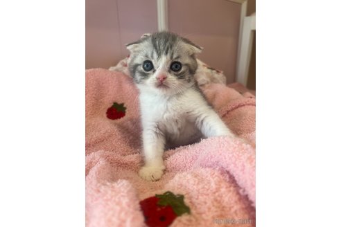 販売中の広島県のスコティッシュフォールド-113793の5枚目