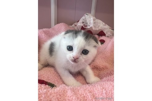販売中の広島県のスコティッシュフォールド-113794の3枚目