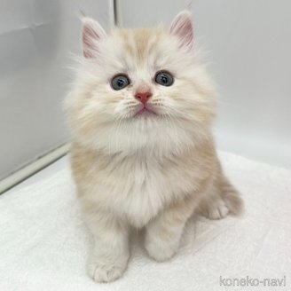 成約済の愛知県のラガマフィン-114681の2枚目