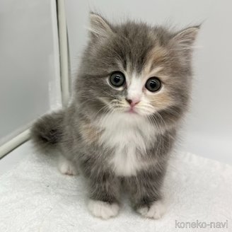 販売中の愛知県のスコティッシュフォールド-114684