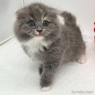 成約済の愛知県のスコティッシュフォールド(折れ耳)-114685の3枚目