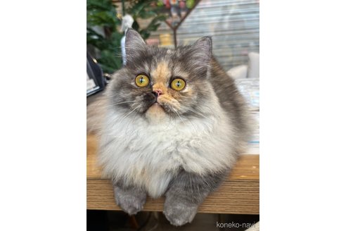 モカちゃん1枚目