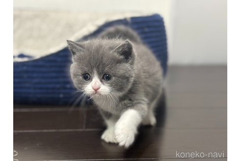 成約済の神奈川県のブリティッシュショートヘア-114698の13枚目