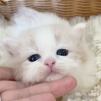 成約済の福岡県のマンチカン(短足)-114427の11枚目