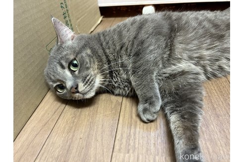 成約済の静岡県のマンチカン-96063の5枚目