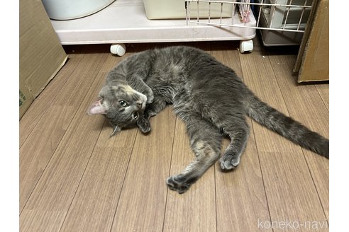 成約済の静岡県のマンチカン-96063の2枚目