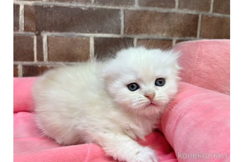 販売中の東京都のスコティッシュフォールド(折れ耳)-114710の6枚目