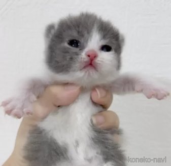 成約済の千葉県のブリティッシュショートヘア-114715の2枚目
