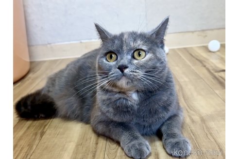 の岐阜県の-