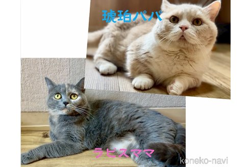 販売中の岐阜県のマンチカン(短足)-114719の6枚目