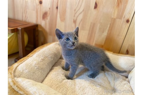 販売中の長野県のロシアンブルー-114721の2枚目