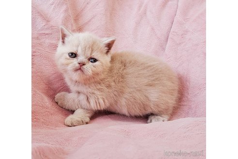 成約済の茨城県のエキゾチックショートヘア-114725の7枚目
