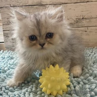 販売中の北海道のペルシャ-114726の2枚目