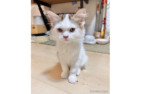 販売中の栃木県のミヌエット-107800の1枚目