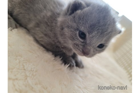成約済の愛知県のシャルトリュー-114732の2枚目