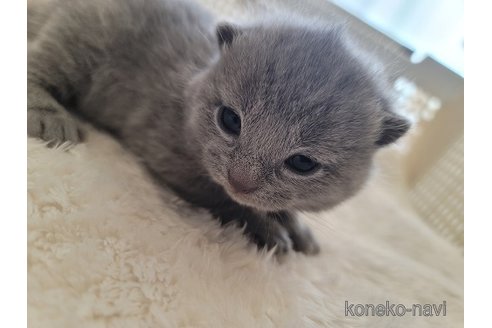成約済の愛知県のシャルトリュー-114732の3枚目