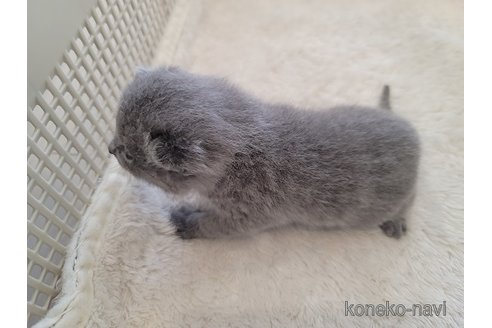 成約済の愛知県のシャルトリュー-114732の4枚目