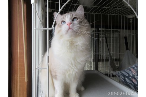 販売中の大分県のラグドール-100779の7枚目