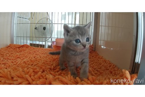 成約済の愛知県のマンチカン-112307の1枚目