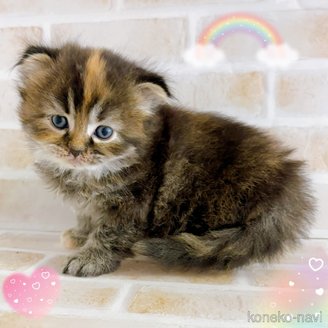 成約済の東京都のスコティッシュフォールド(折れ耳)-114746の1枚目