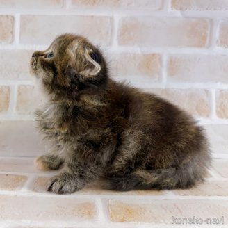 成約済の東京都のスコティッシュフォールド(折れ耳)-114746の5枚目