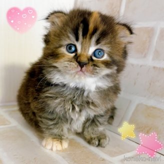 成約済の東京都のスコティッシュフォールド(折れ耳)-114746の3枚目