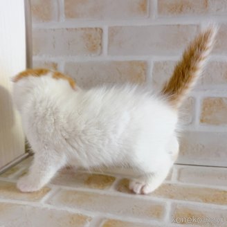 成約済の東京都のスコティッシュフォールド(折れ耳)-114748の2枚目