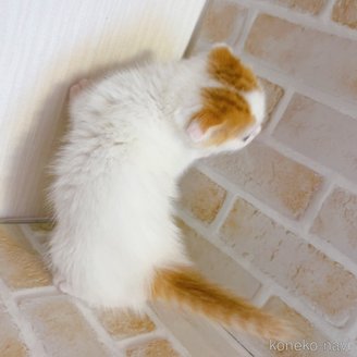 成約済の東京都のスコティッシュフォールド(折れ耳)-114748の3枚目