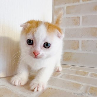 成約済の東京都のスコティッシュフォールド(折れ耳)-114748の6枚目