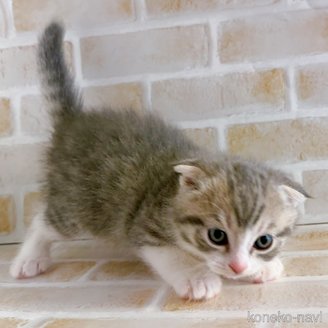 成約済の東京都のスコティッシュフォールド(折れ耳)-114749の4枚目