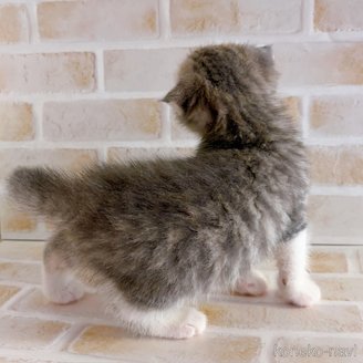 成約済の東京都のスコティッシュフォールド(折れ耳)-114749の3枚目