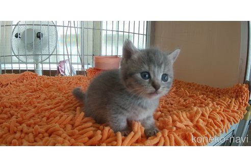 販売中の愛知県のマンチカン(短足)-112308