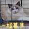 オンライン見学