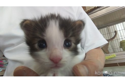 販売中の愛知県のメインクーン-114520の1枚目