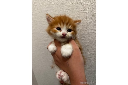販売中の千葉県のマンチカン(短足)-114760の5枚目