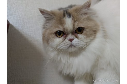 販売中の大阪府のミヌエット-90465の7枚目