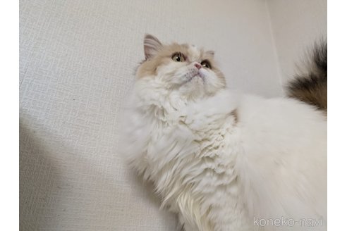 販売中の大阪府のミヌエット-90465の8枚目