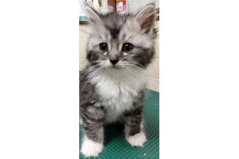 販売中の埼玉県のミックス-114765の4枚目