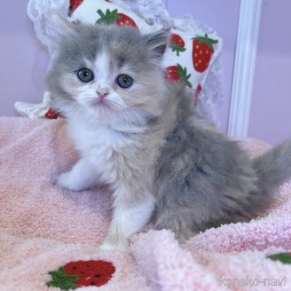 販売中の広島県のフォールデックス-112353の2枚目