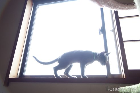 成約済の埼玉県のロシアンブルー-110243の2枚目