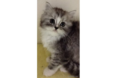 販売中の埼玉県のミックス-114771の5枚目