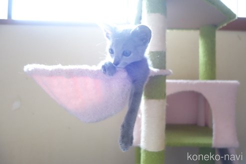 販売中の埼玉県のロシアンブルー-113402の9枚目
