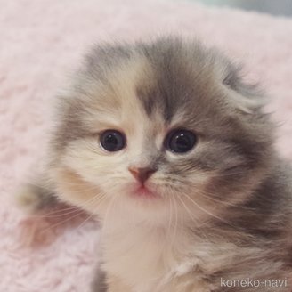 成約済の群馬県のスコティッシュフォールド(折れ耳)-114341の4枚目