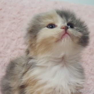 成約済の群馬県のスコティッシュフォールド(折れ耳)-114341の2枚目